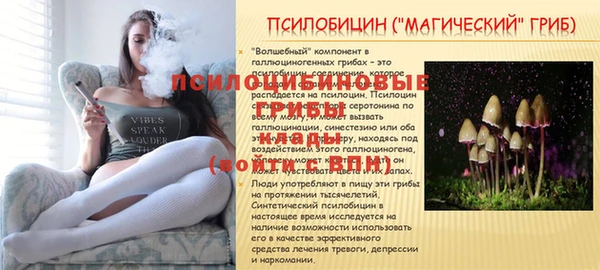 ГАЛЛЮЦИНОГЕННЫЕ ГРИБЫ Кодинск